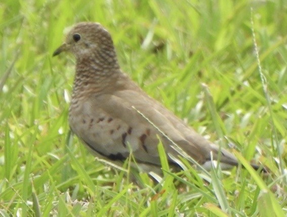Common Ground Dove - ML646360543