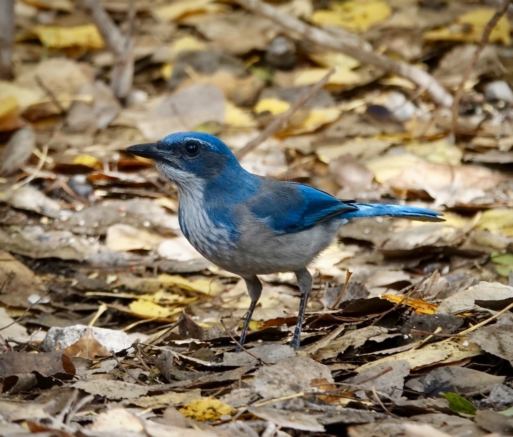 Woodhouse's Scrub-Jay (Woodhouse's) - ML646360544