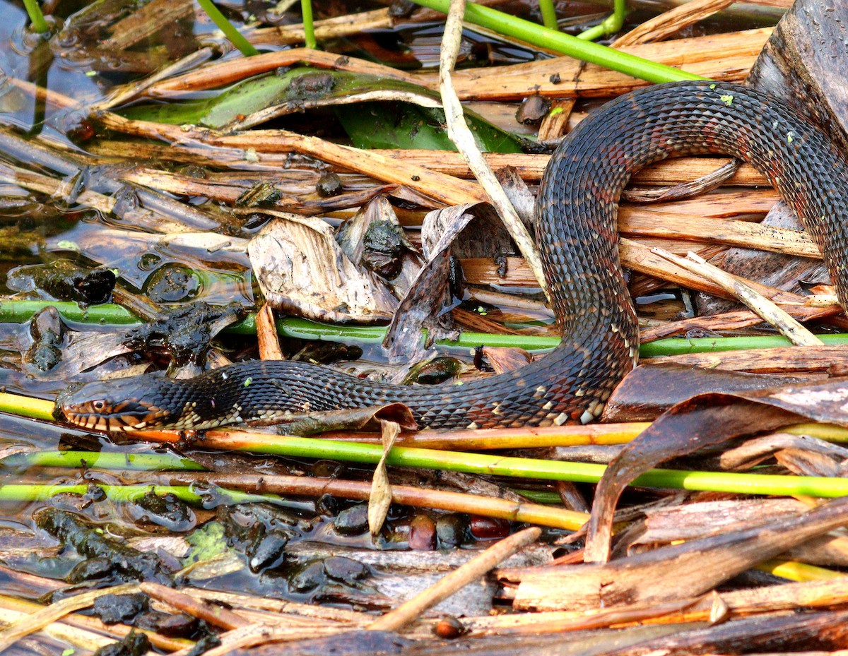 Banded Watersnake - ML646360545