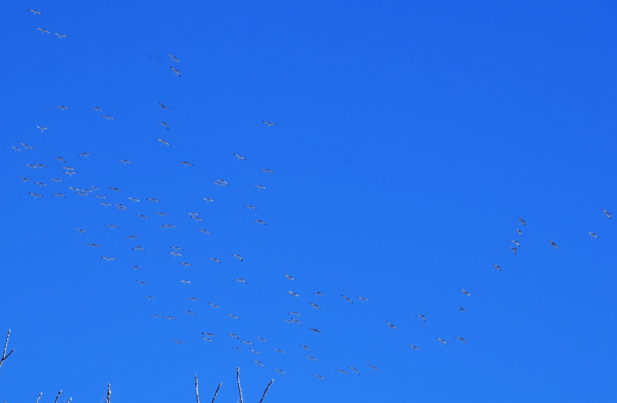 Орог тогоруу - ML646360546