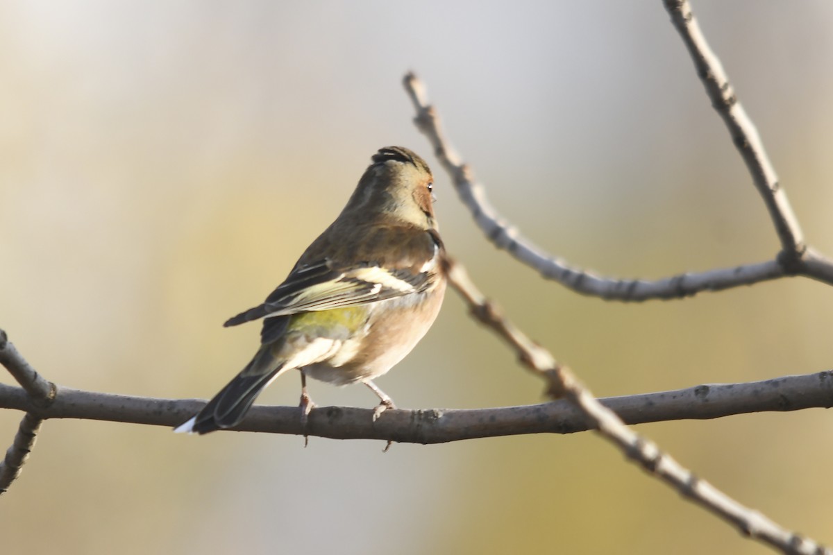 Common Chaffinch - ML646360548