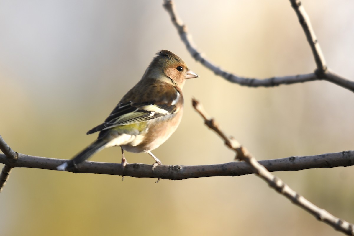 Common Chaffinch - ML646360549