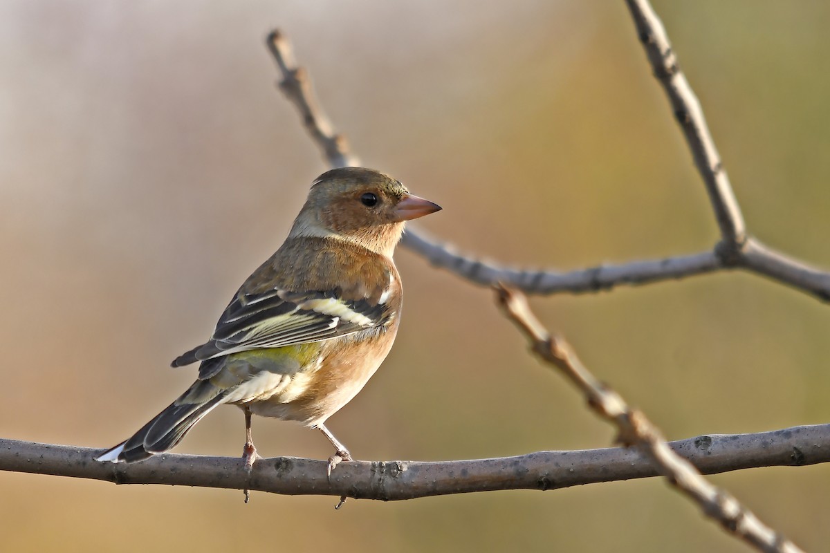 Common Chaffinch - ML646360550
