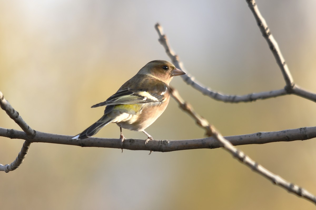 Common Chaffinch - ML646360551
