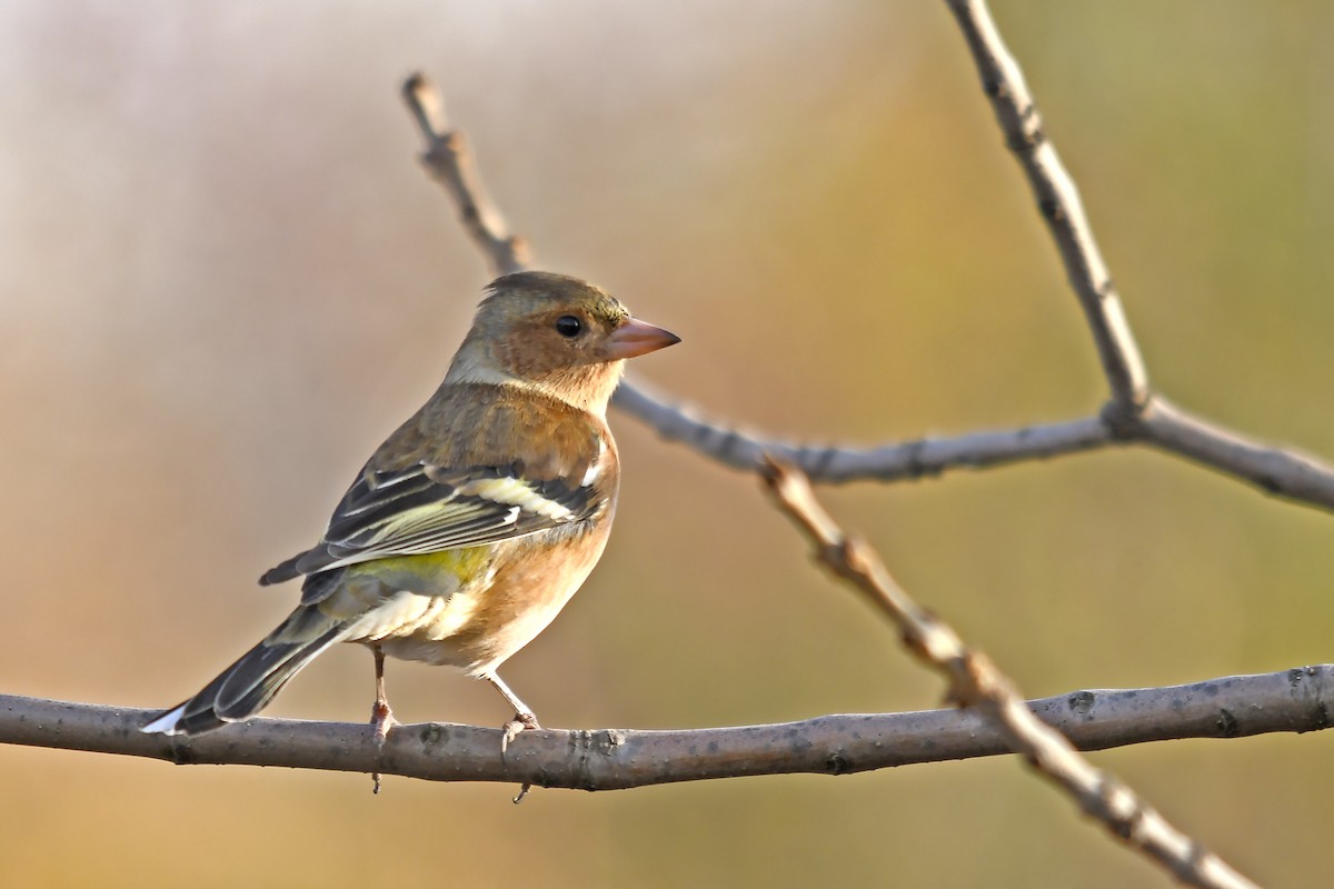 Common Chaffinch - ML646360552