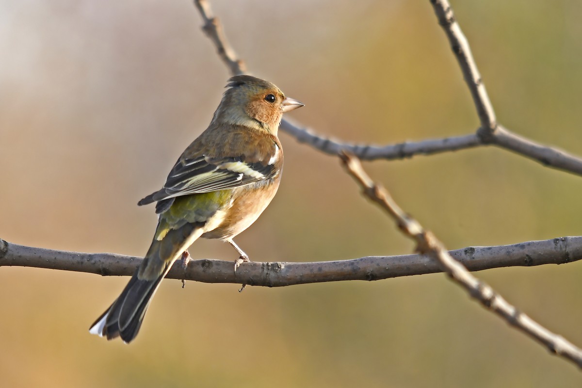 Common Chaffinch - ML646360553