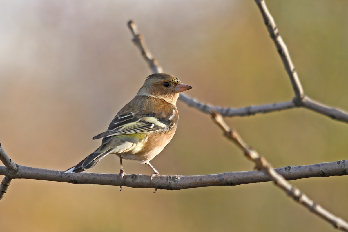 Common Chaffinch - ML646360554