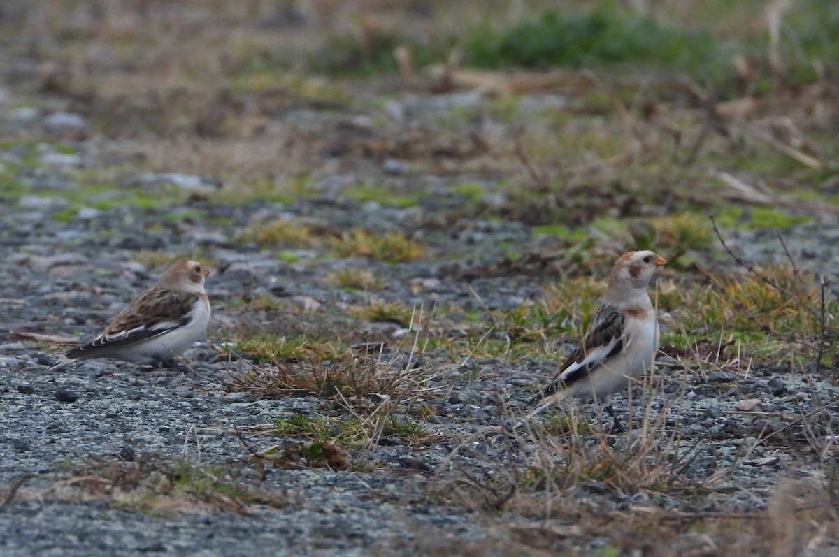 Snow Bunting - ML646360556