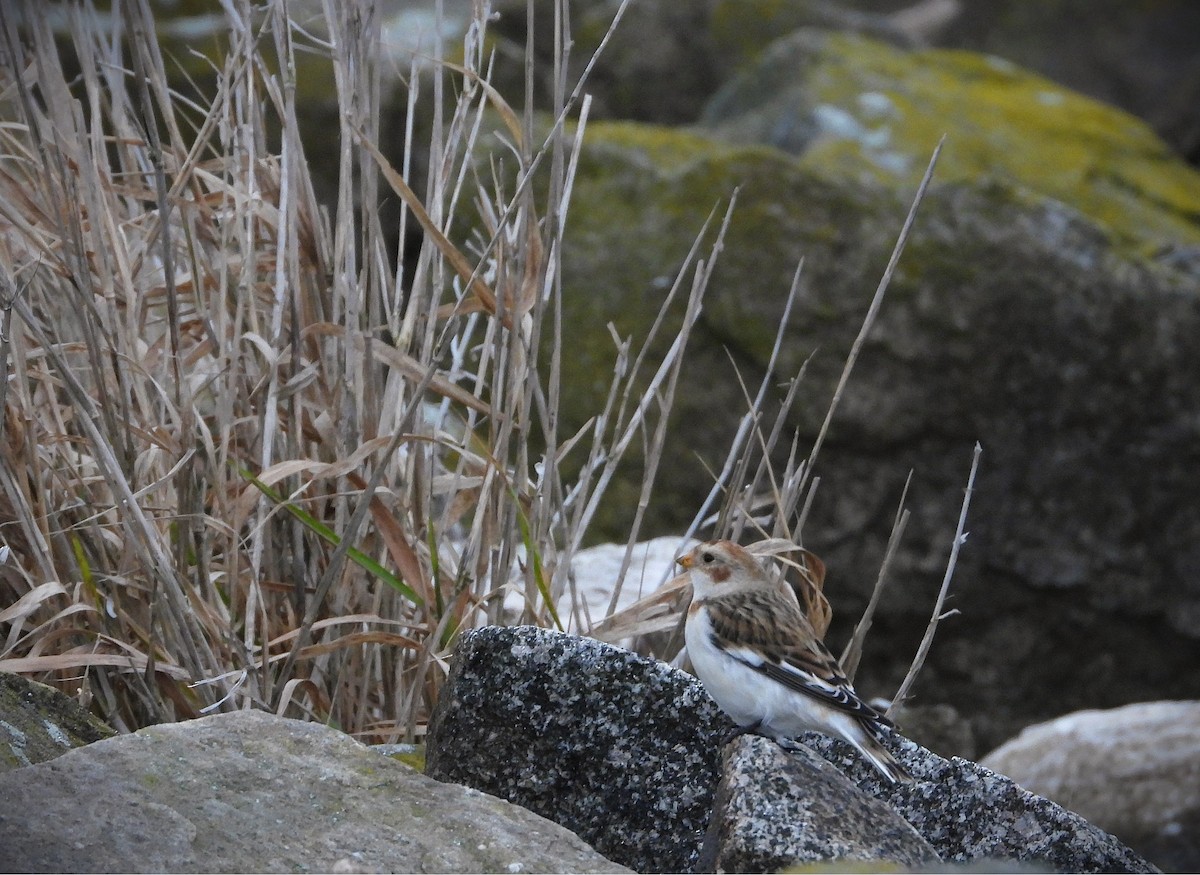Snow Bunting - ML646360557