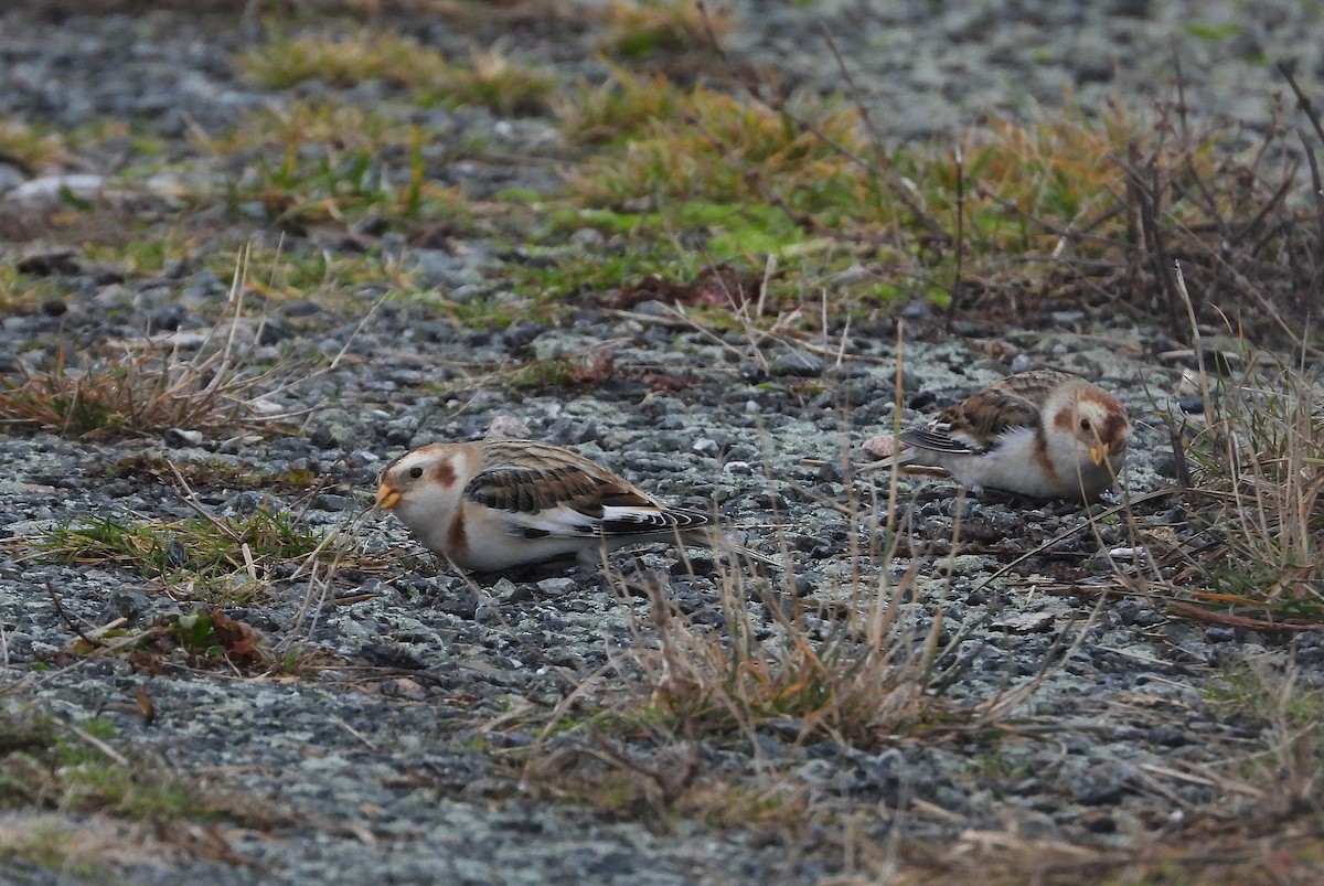 Snow Bunting - ML646360558
