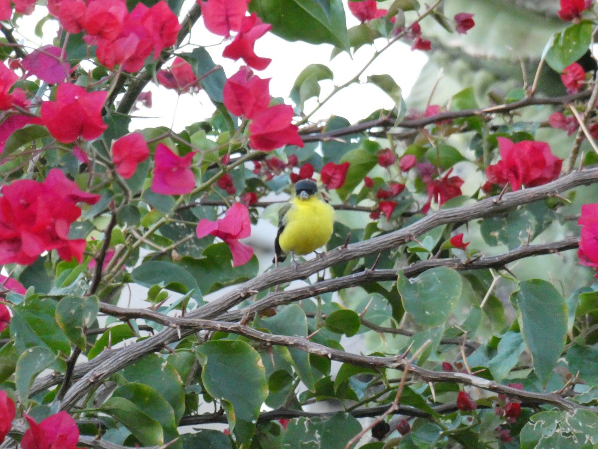 Lesser Goldfinch - ML646360559