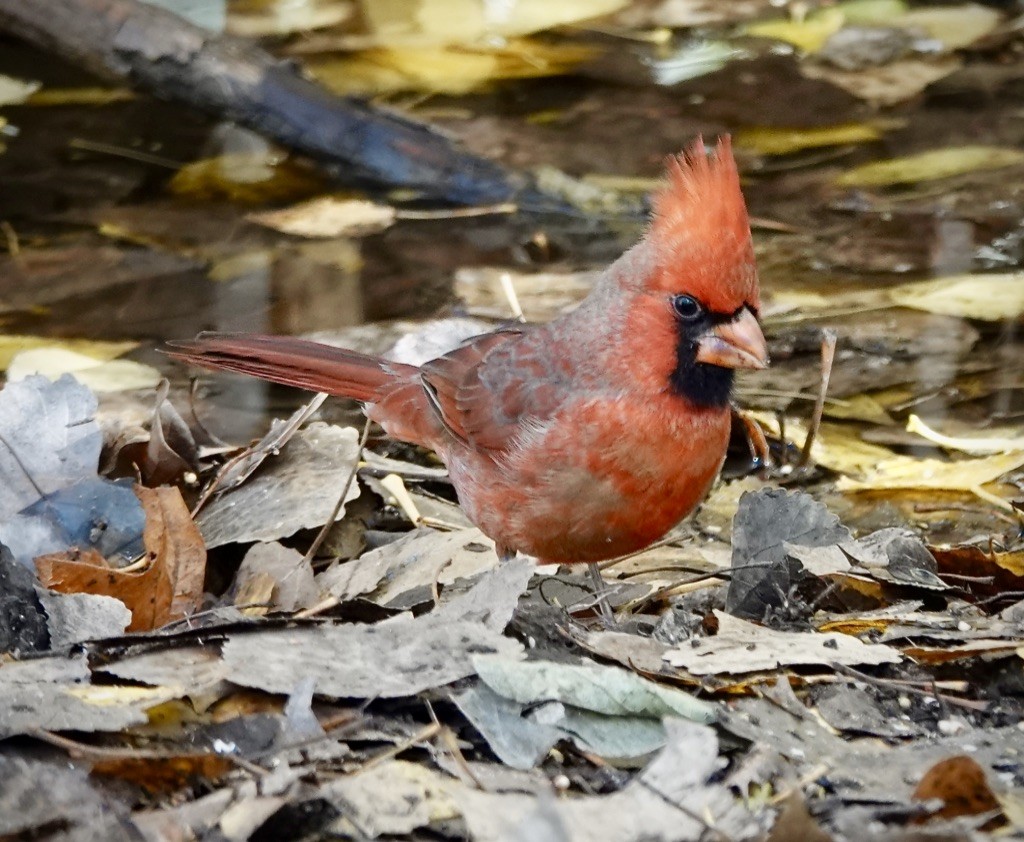 Northern Cardinal - ML646360565