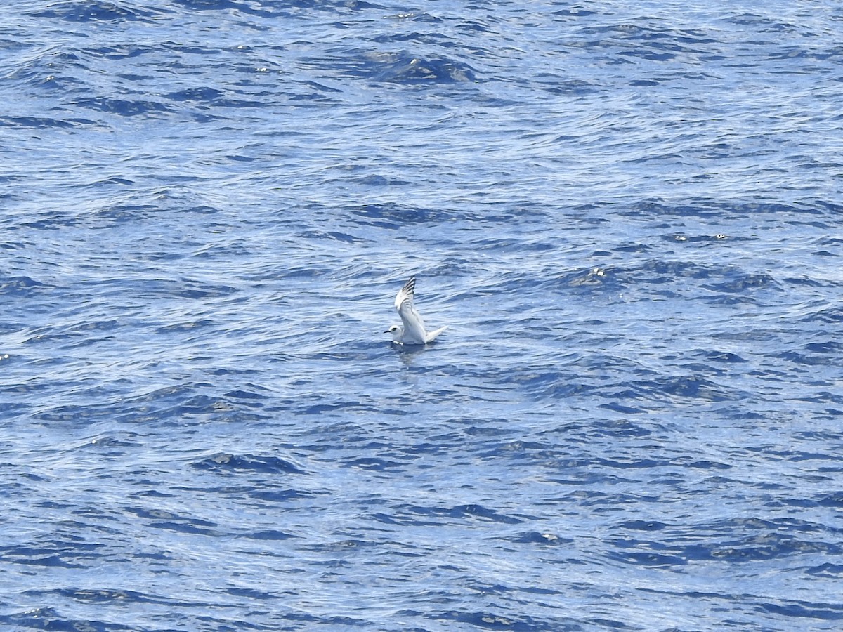 Swallow-tailed Gull - ML646360566