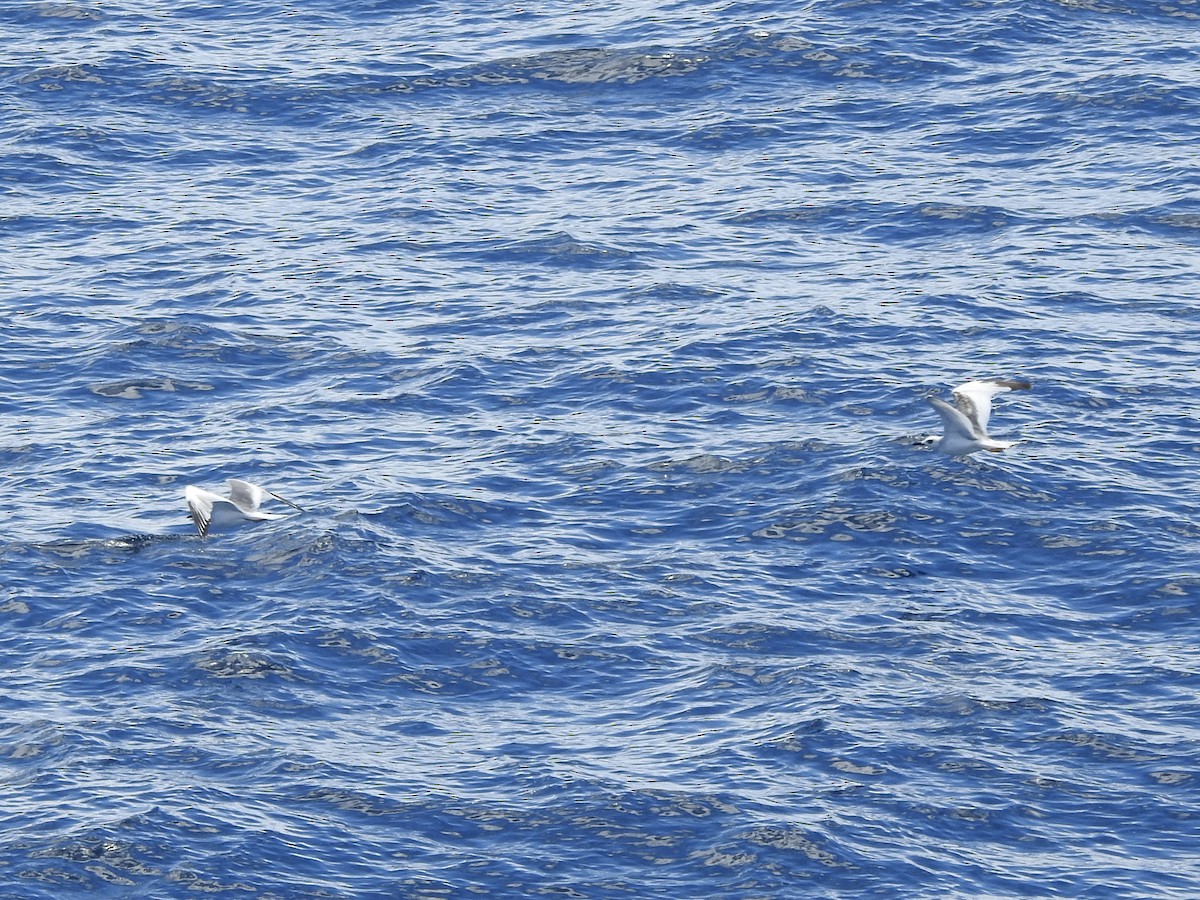 Swallow-tailed Gull - ML646360568