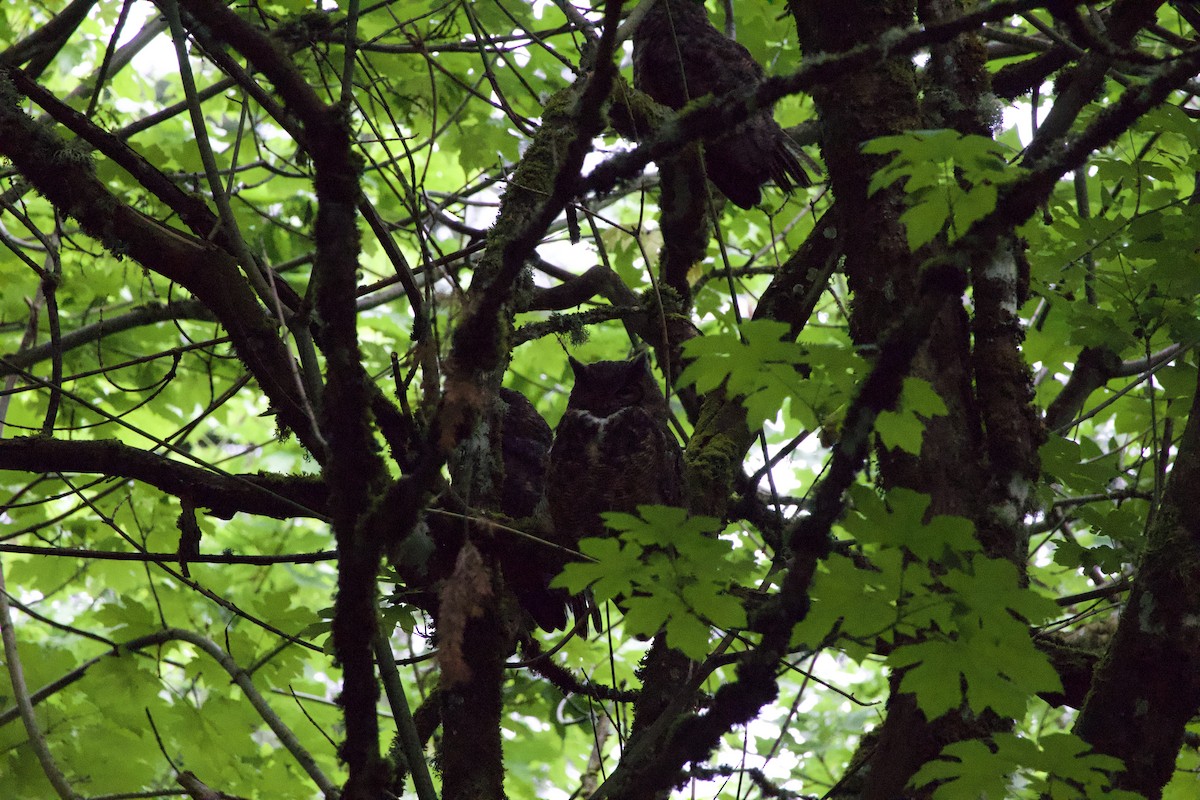 Great Horned Owl - ML646360574