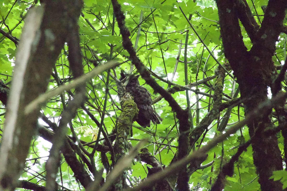 Great Horned Owl - ML646360575
