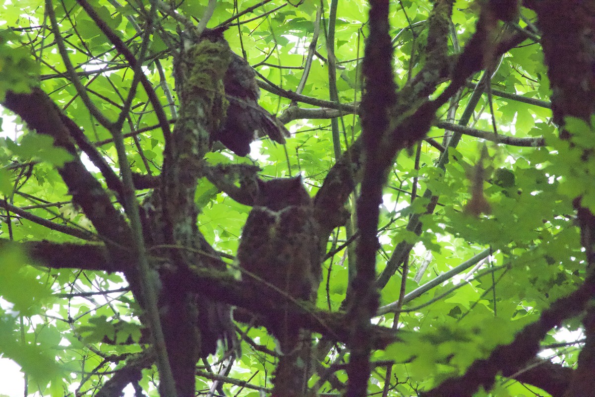 Great Horned Owl - ML646360576