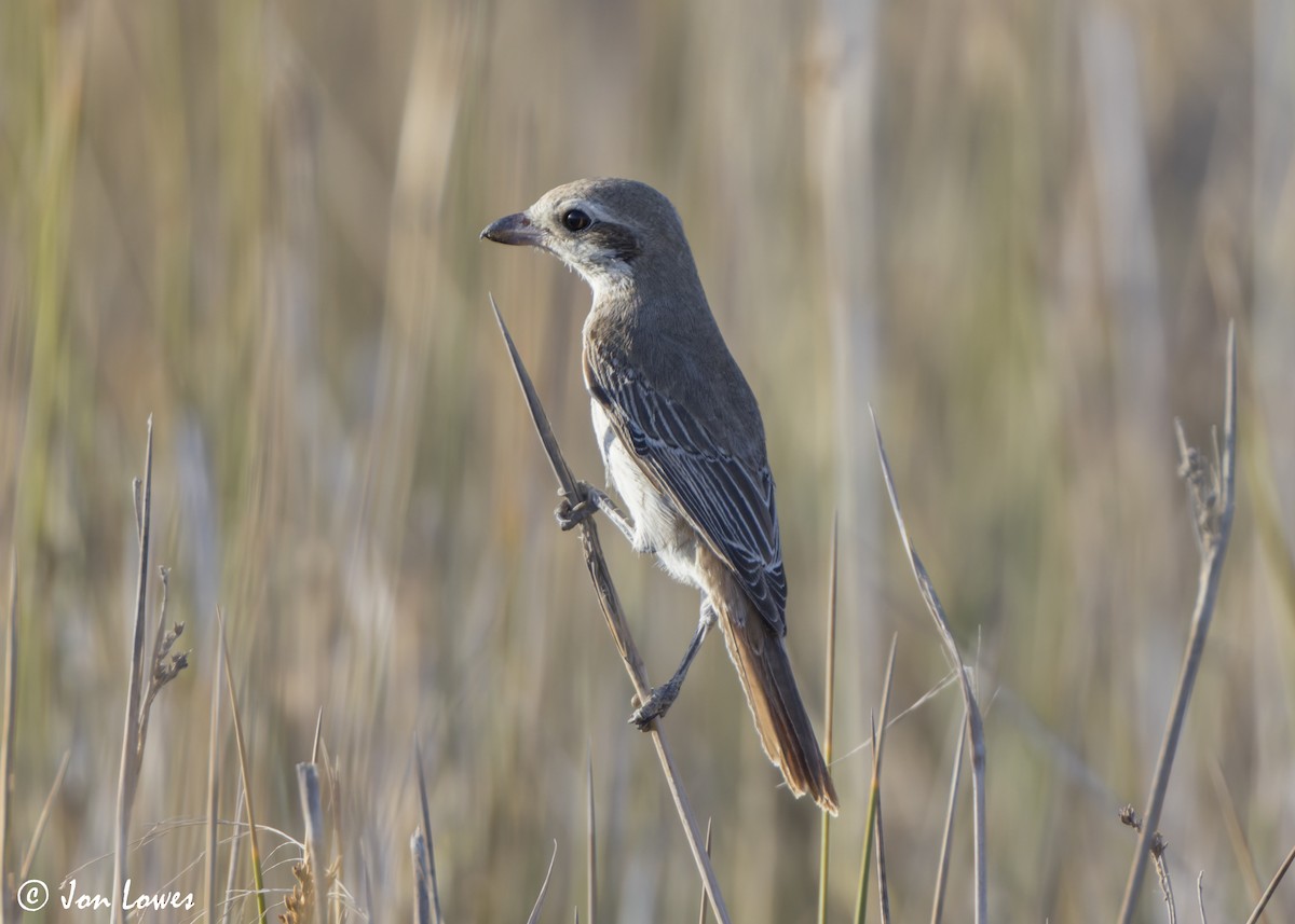Туркестанский/Рыжехвостый жулан - ML646360577