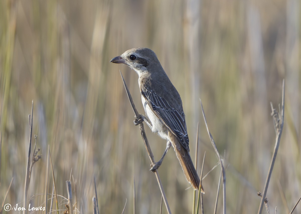 Туркестанский/Рыжехвостый жулан - ML646360578
