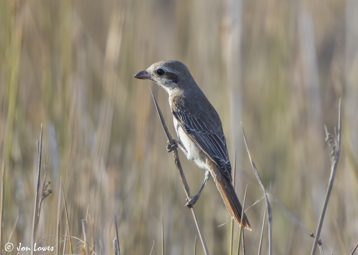 Туркестанский/Рыжехвостый жулан - ML646360579