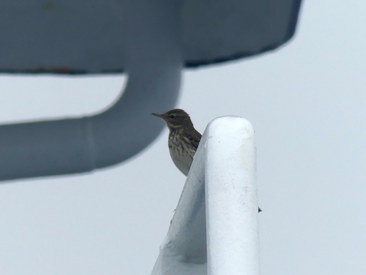 Bisbita Alpino - ML646360581