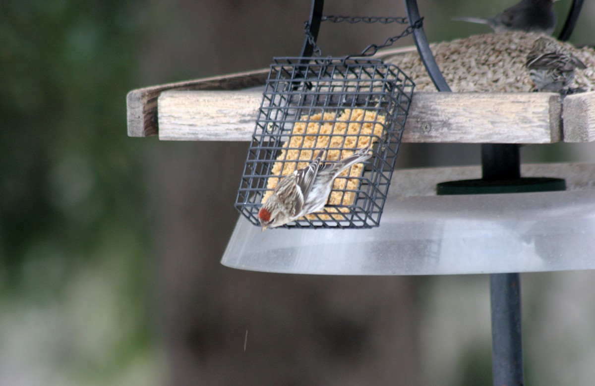 Чечётка (Обыкновенная) - ML646360587