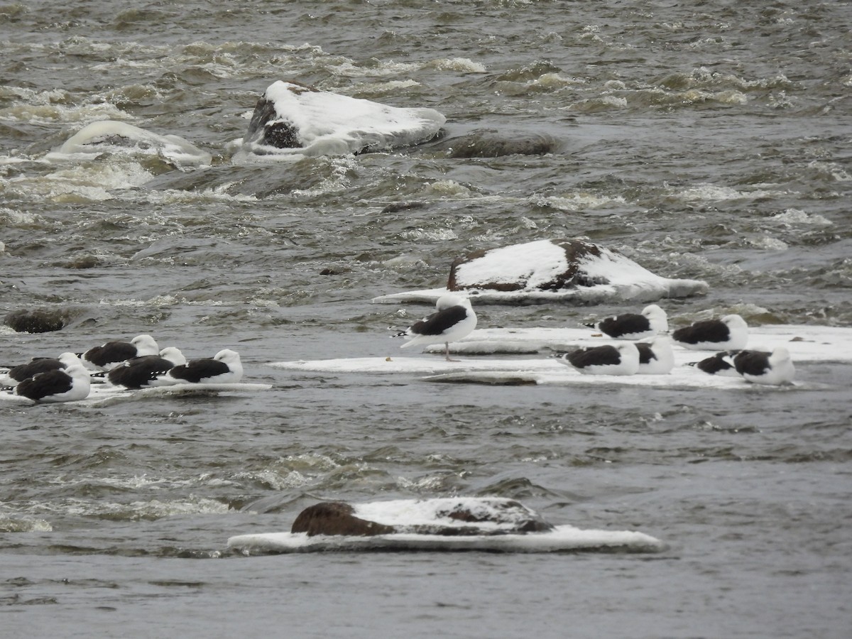 Great Black-backed Gull - ML646360588
