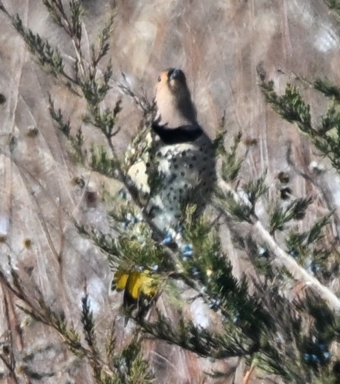 Northern Flicker - ML646360589