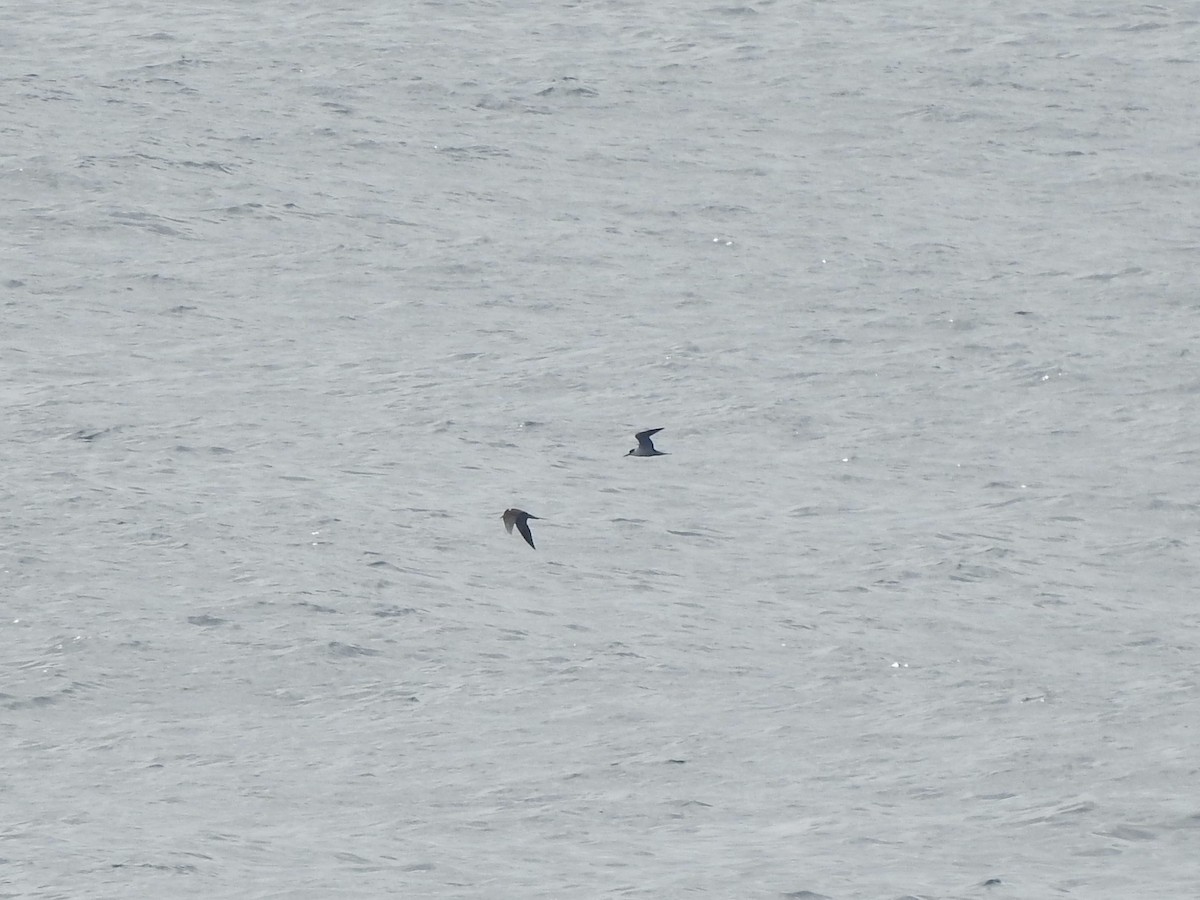 rybák černohřbetý - ML646360592