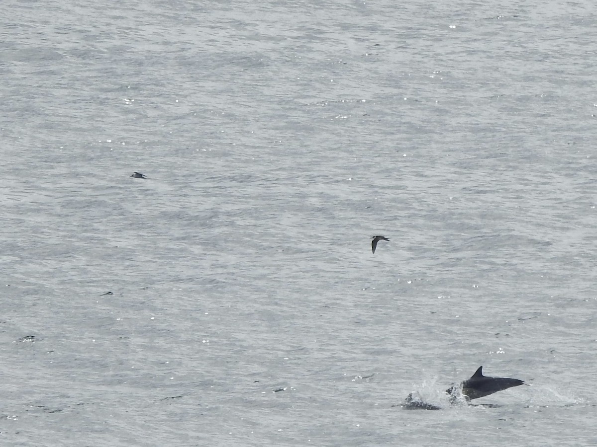 rybák černohřbetý - ML646360593