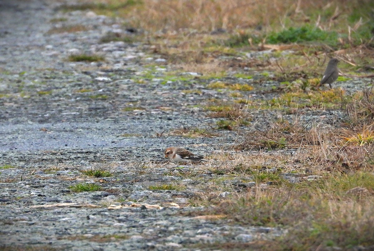 Snow Bunting - ML646360594