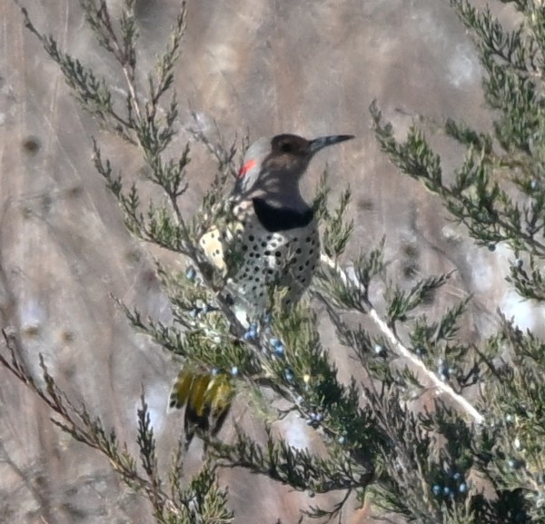 Northern Flicker - ML646360595