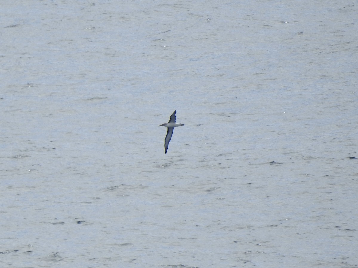 Buller's Albatross - ML646360597