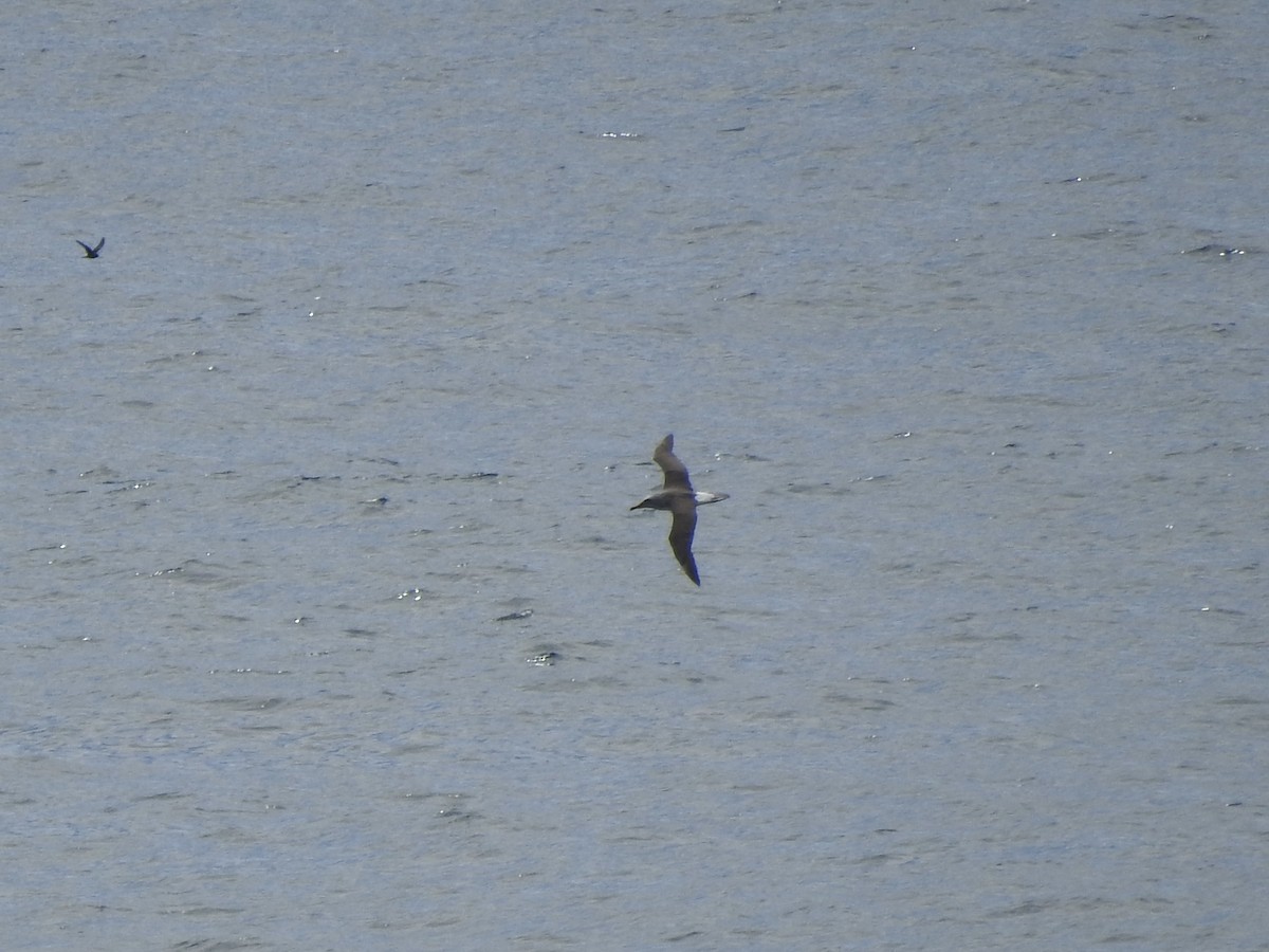 Buller's Albatross - ML646360598