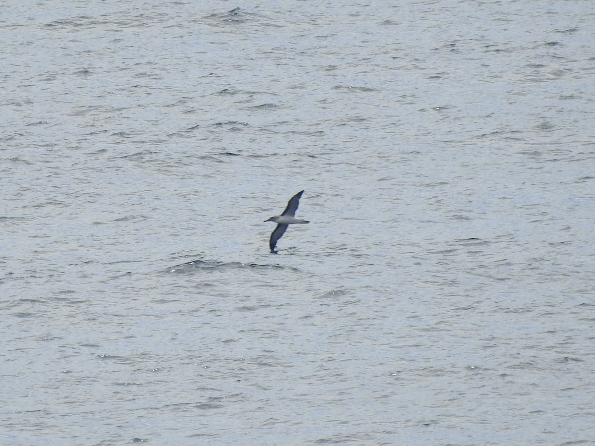 Buller's Albatross - ML646360599