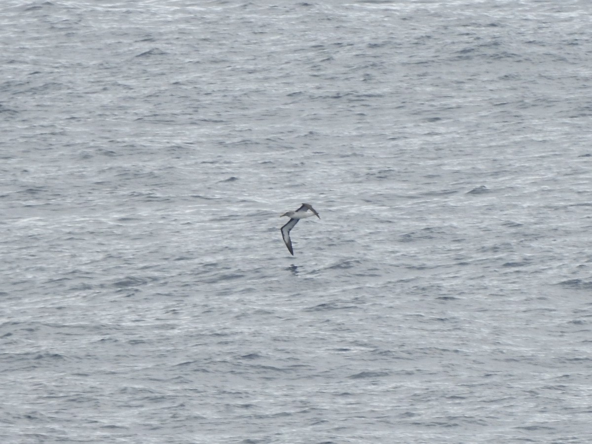 Buller's Albatross - ML646360600