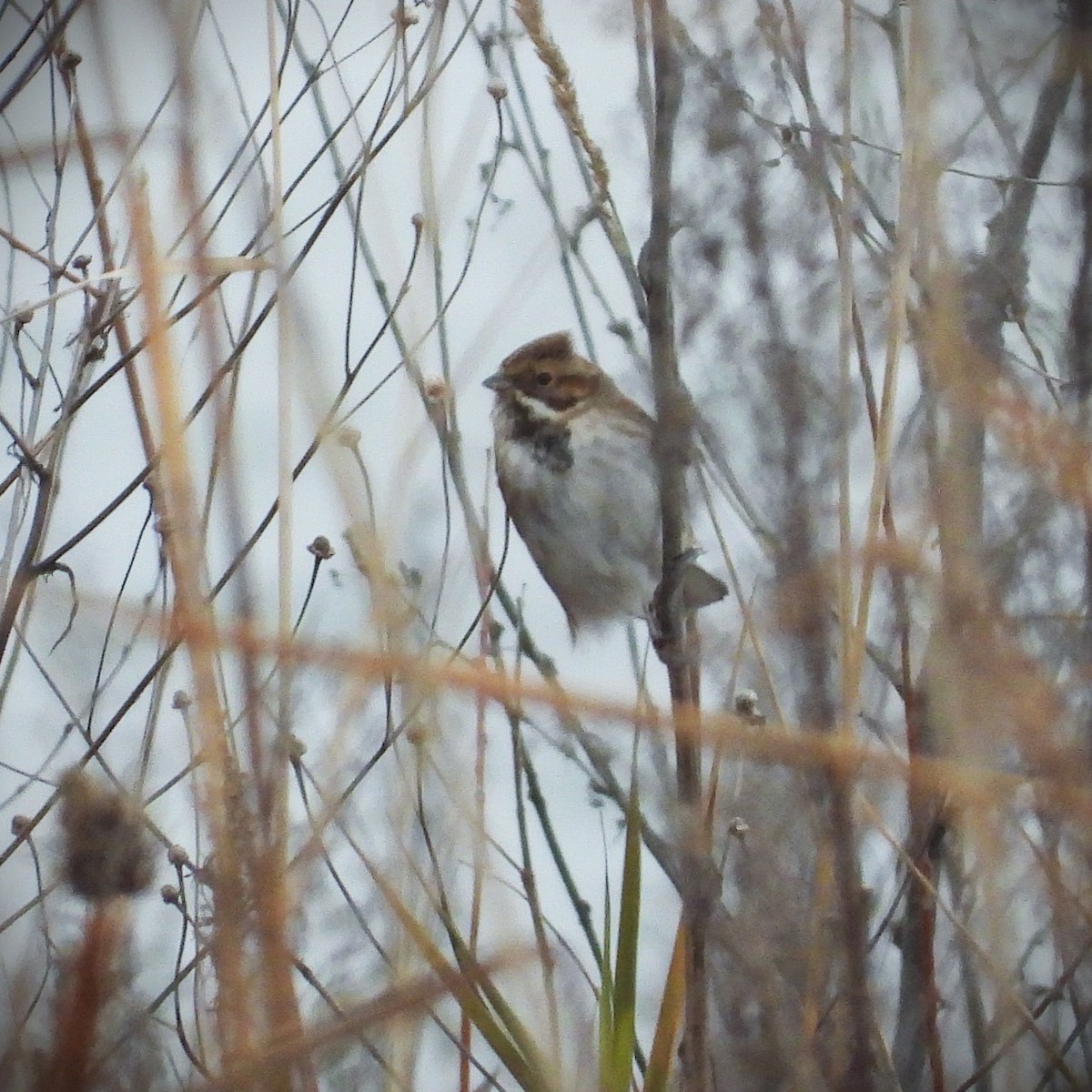 Reed Bunting - ML646360601