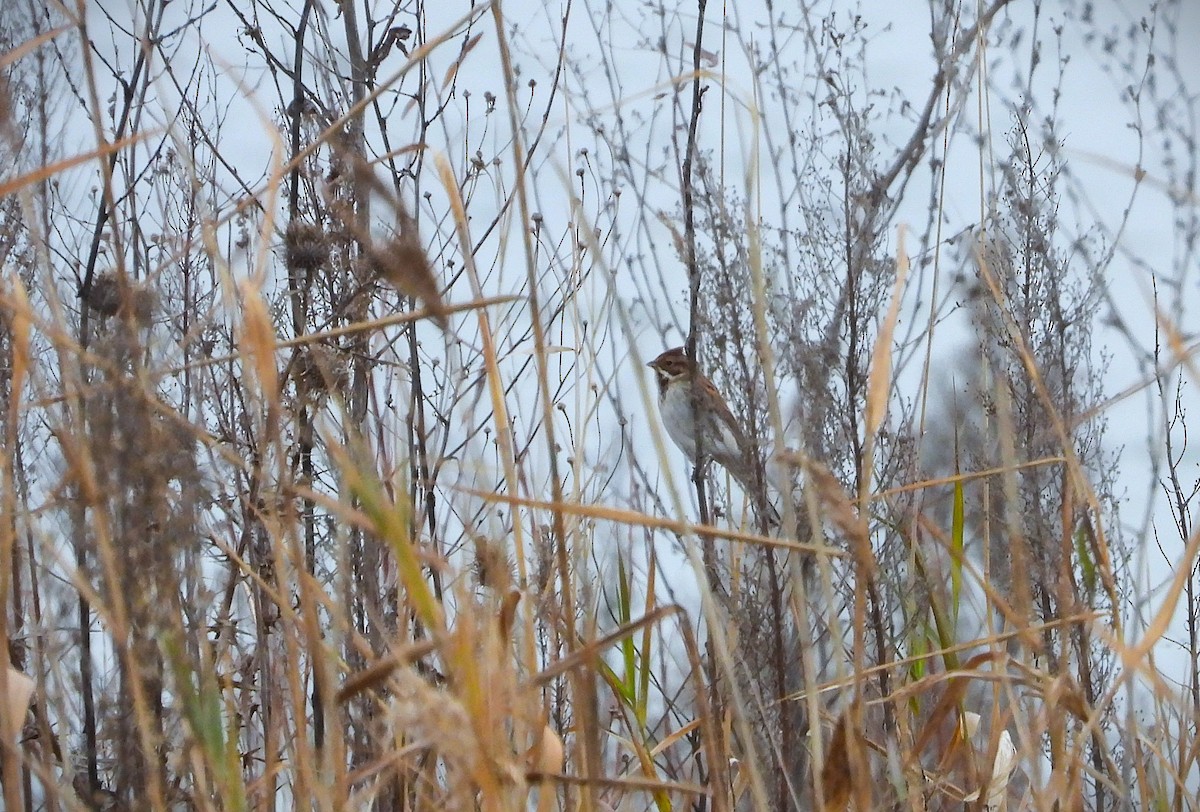 Reed Bunting - ML646360602