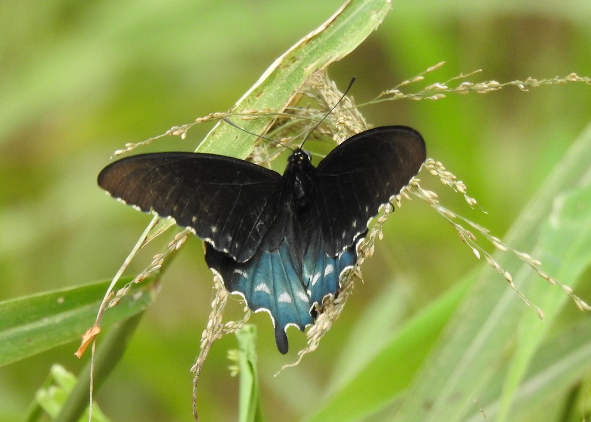 Pipevine Swallowtail - ML646360604