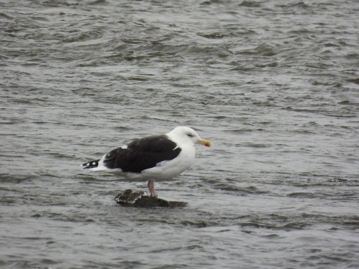 Great Black-backed Gull - ML646360605