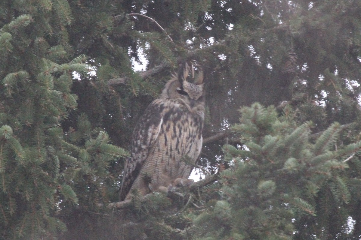 Eurasian Eagle-Owl - ML646360606