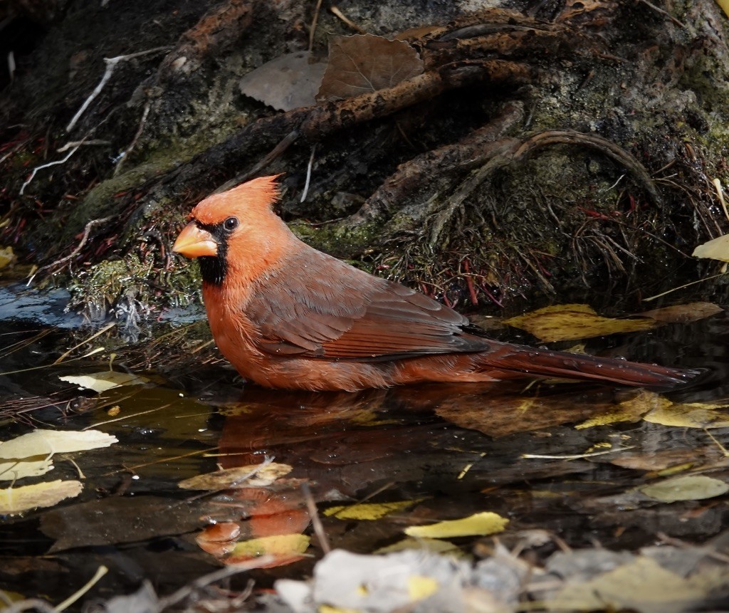 Northern Cardinal - ML646360608