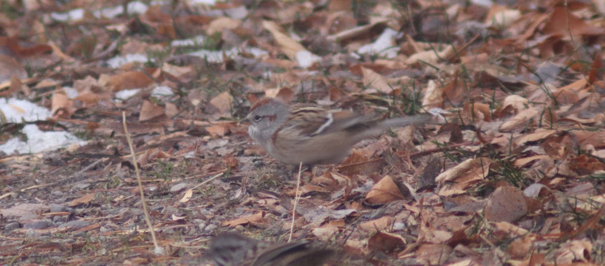 American Tree Sparrow - ML646360614