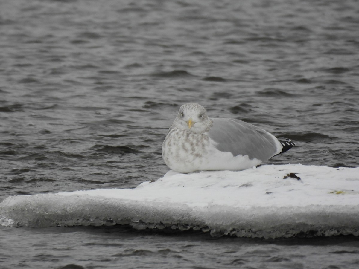 American Herring Gull - ML646360616