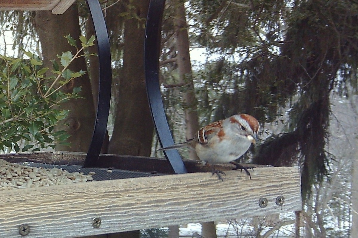 American Tree Sparrow - ML646360618