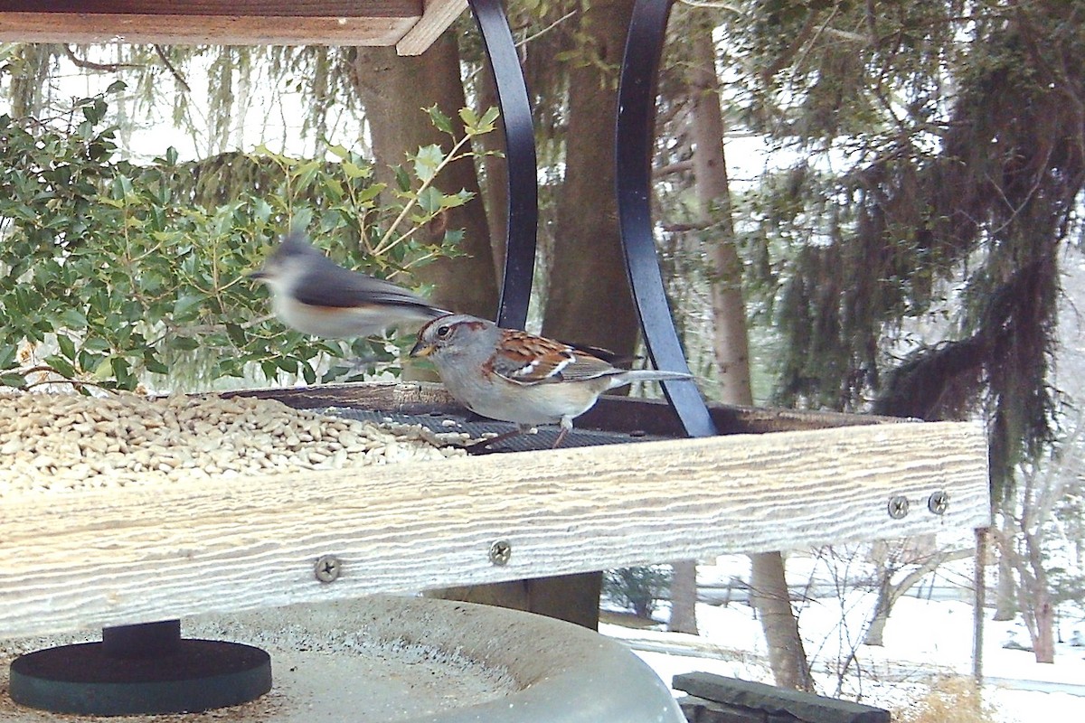 American Tree Sparrow - ML646360619