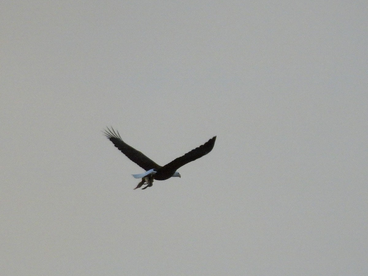 Bald Eagle - ML646360620