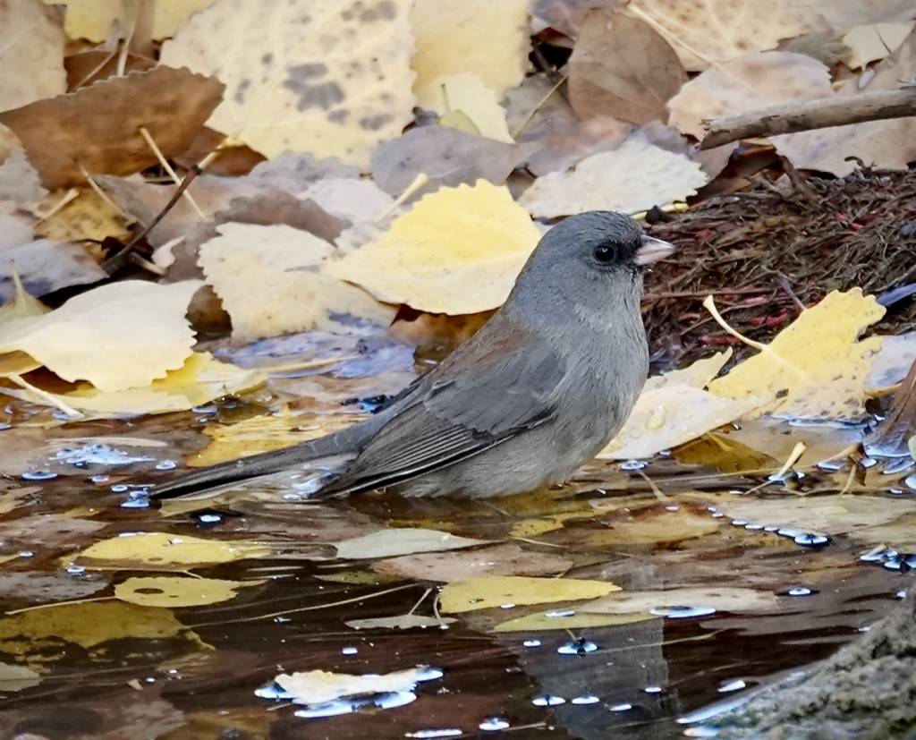 Dark-eyed Junco (Gray-headed) - ML646360621