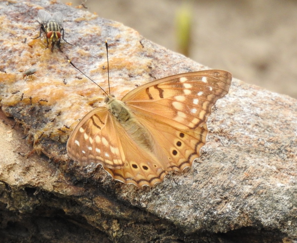 Tawny Emperor - ML646360622