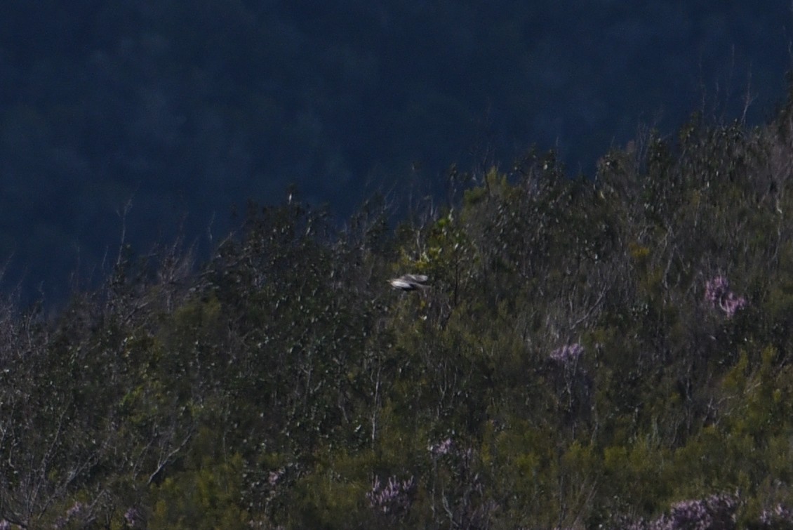 Ring Ouzel - ML646360623